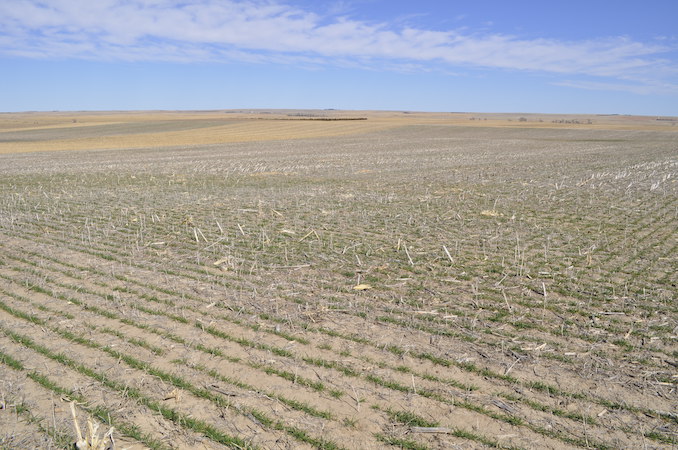KerchalDryCrop